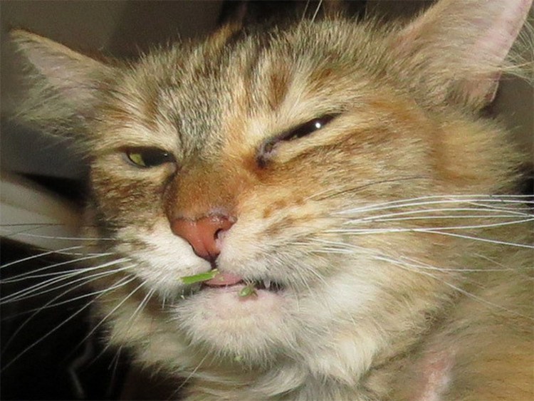 Кошку плющит