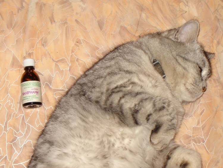 Кот от валерьянки