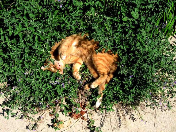 Много кошек во дворе