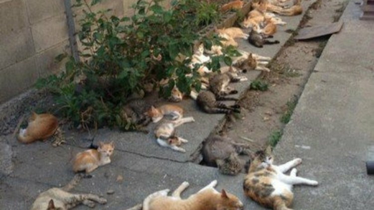 Кот с больной головой