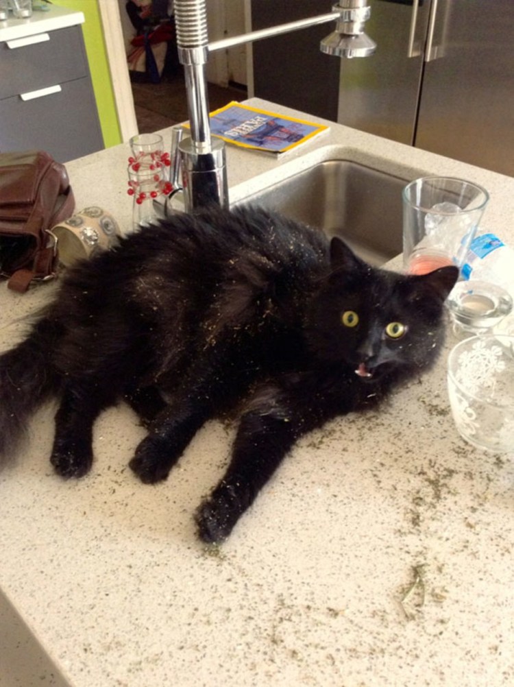 Коты и валерьянка картинки прикольные