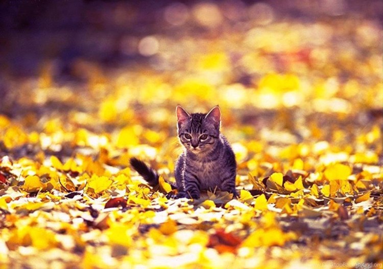 Осенний котенок