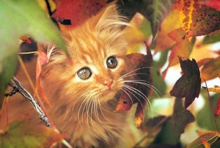 Осенний котенок