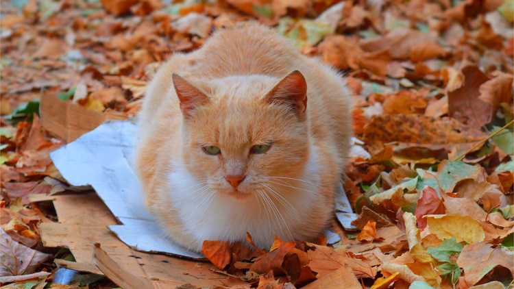 Рыжий кот в осенних листьях