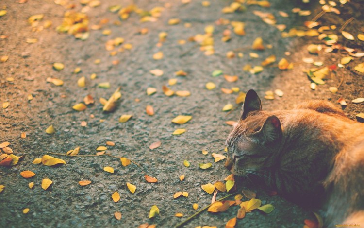 Осенний кот