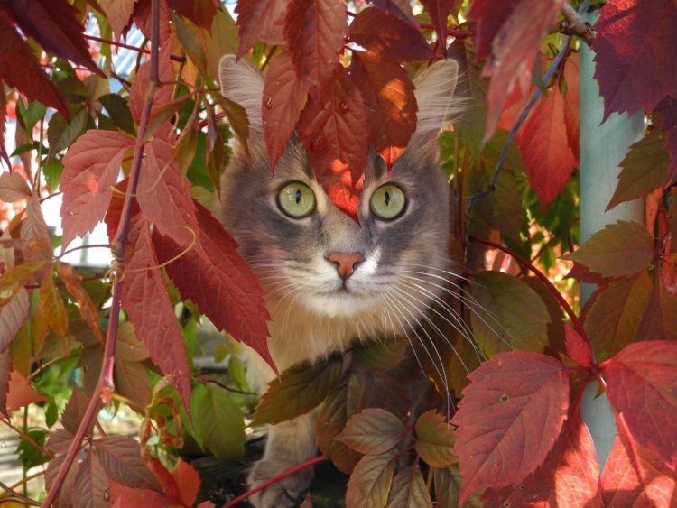 Кошки осенью