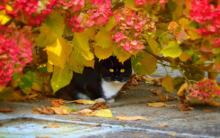 Кошка осень