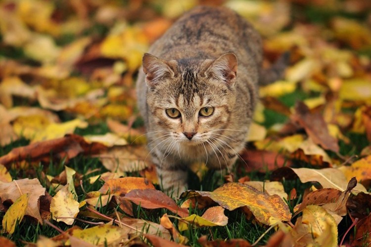 Кошка осень