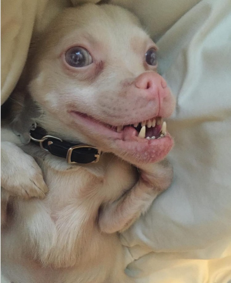 Чихуахуа с Кривой челюстью