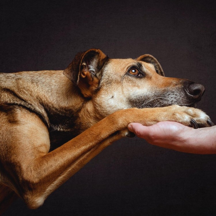 Кошки собаки попугаи на белом фоне