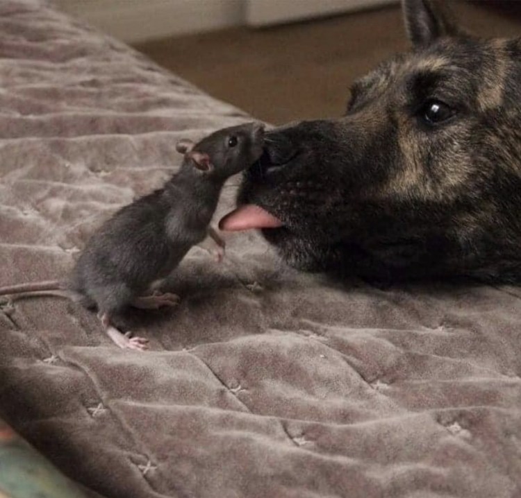 Собака мышь