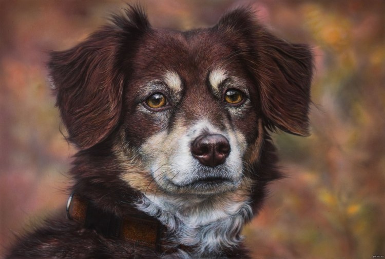 Анестезия в ветеринарии