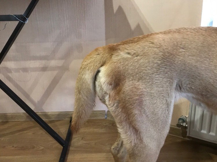 Атопический дерматит у французского бульдога