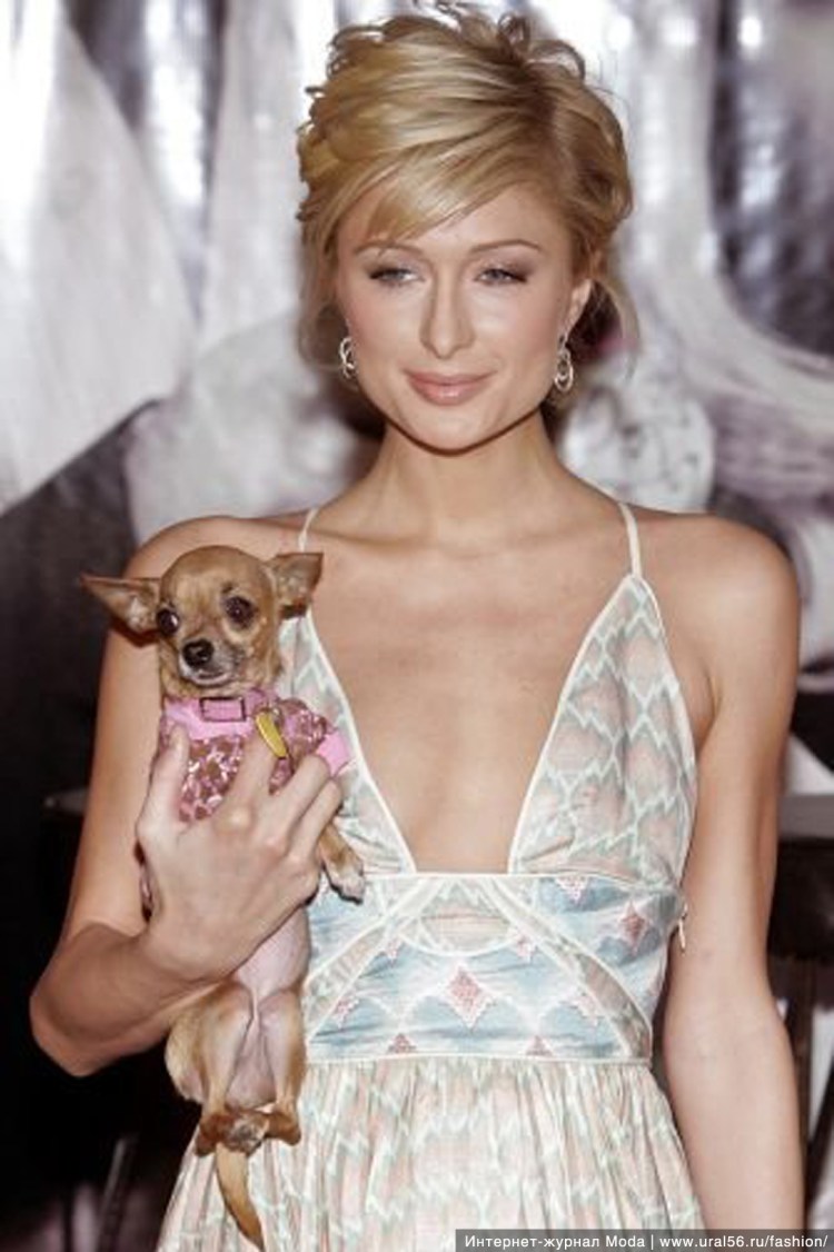 Тинкербелл собака Пэрис Хилтон