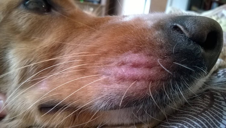 Бандажи для собак суставы