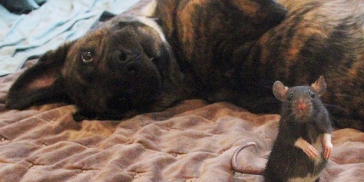 Собака бежит за кошкой