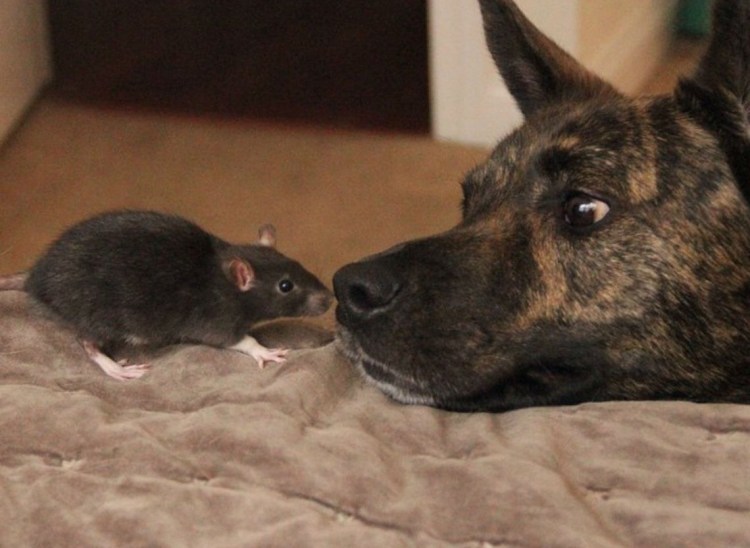 Немецкая овчарка Квазимодо