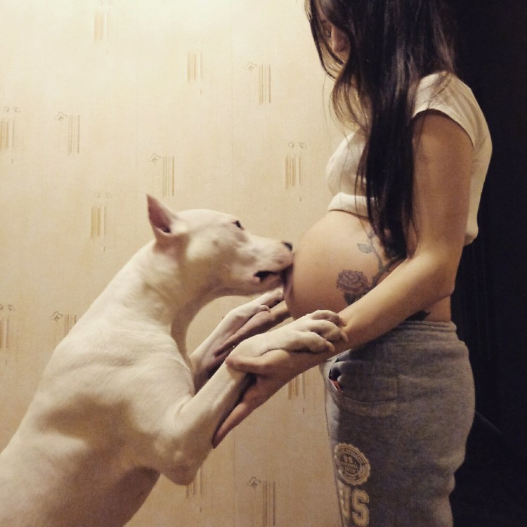 Собака мышка