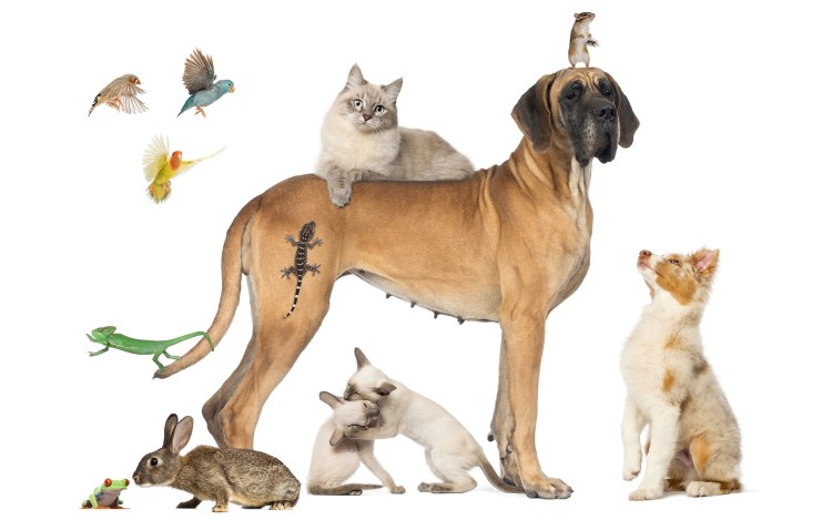 Лысая чихуахуа