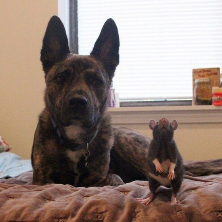 Смешные собаки мемы