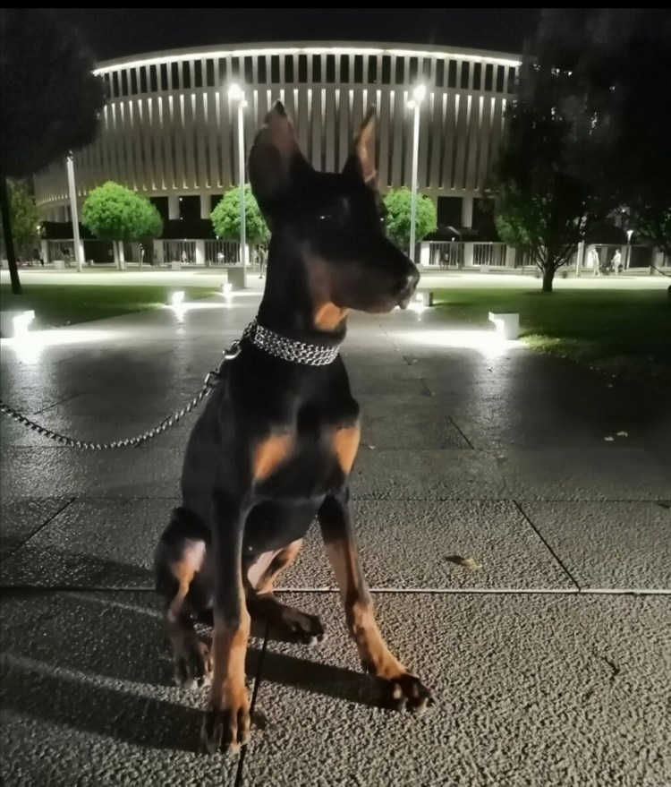 Доберман Цезарь