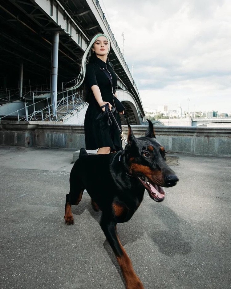 Доберман Дины Саевой