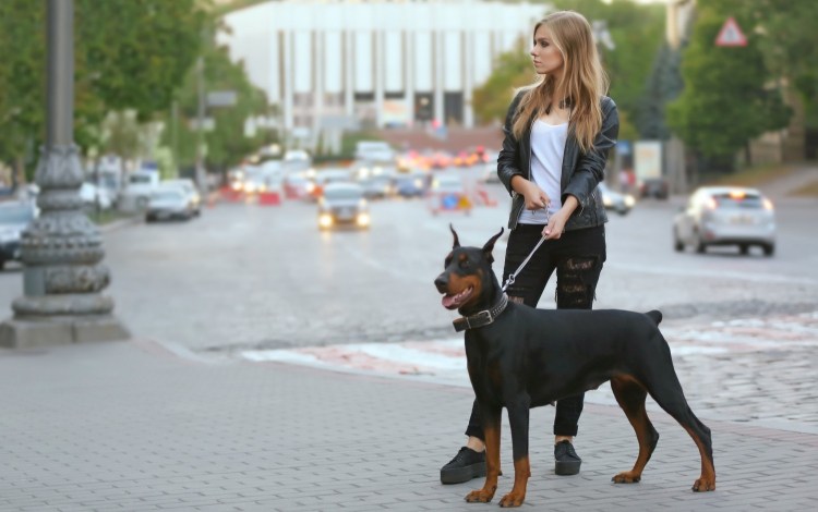 Доберман на прогулке