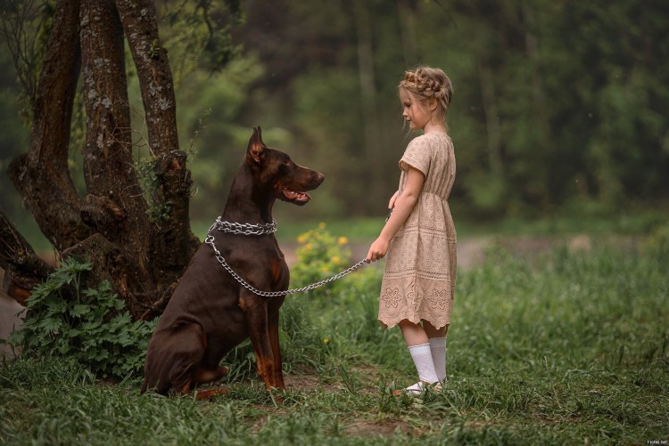 Доберман девочка