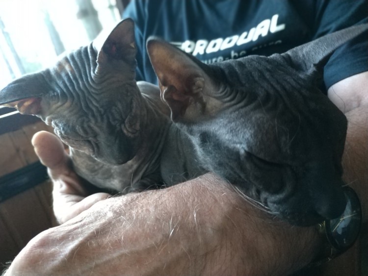 Лысый подстриженный кот