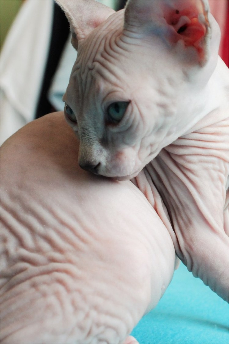 Кожные заболевания у сфинкса