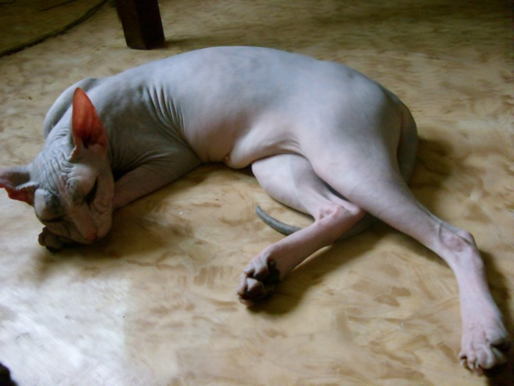 Злой канадский сфинкс