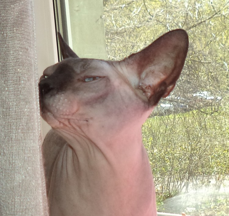 Стригущий лишай у сфинкса