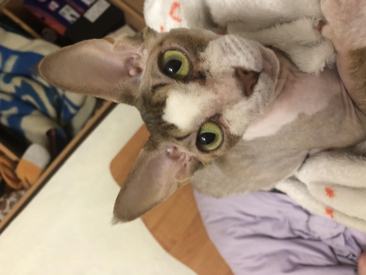 Аллергия у кота породы сфинкс
