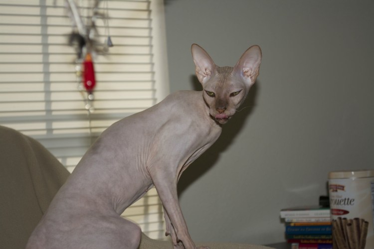 Кожные заболевания у сфинксов