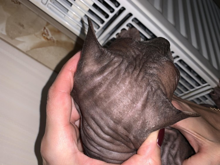 Пигментная крапивница у сфинкса