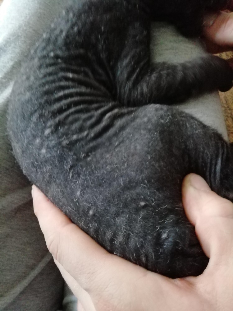 Мейн кун и сфинкс