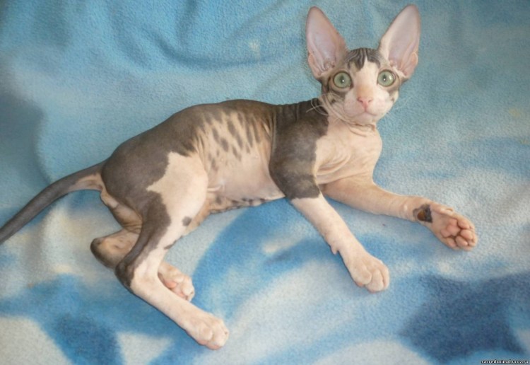 Щенок Пятачок