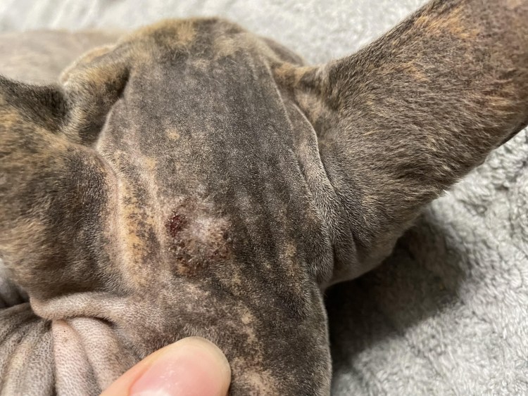 Канадский сфинкс Лунная кошка