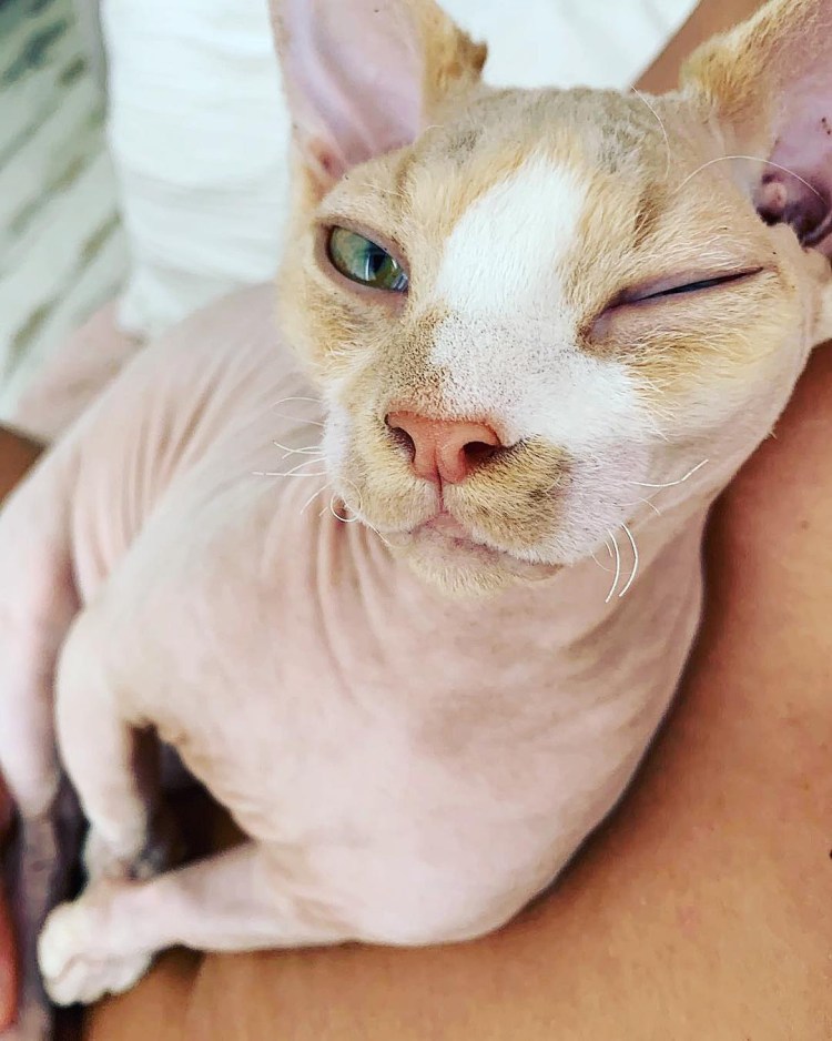 Порода кошек сфинкс без шерсти