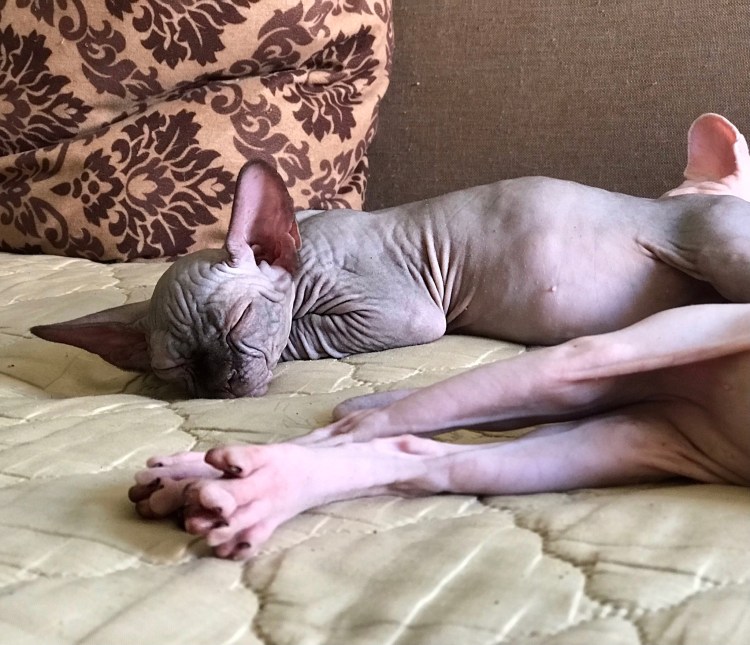 Донской сфинкс