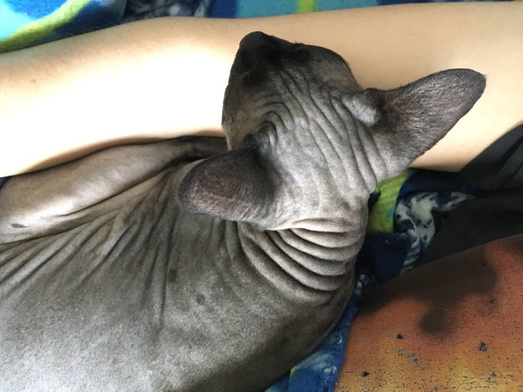 Лысый кот сфинкс с шерстью