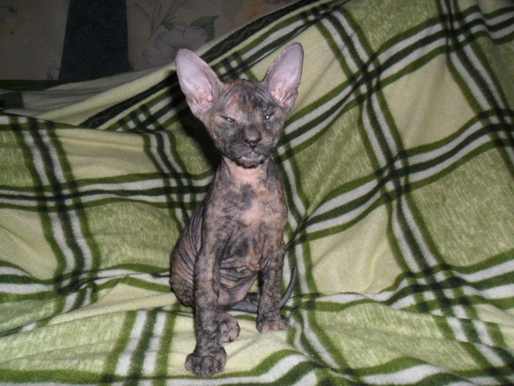 Кожные высыпания у сфинкса