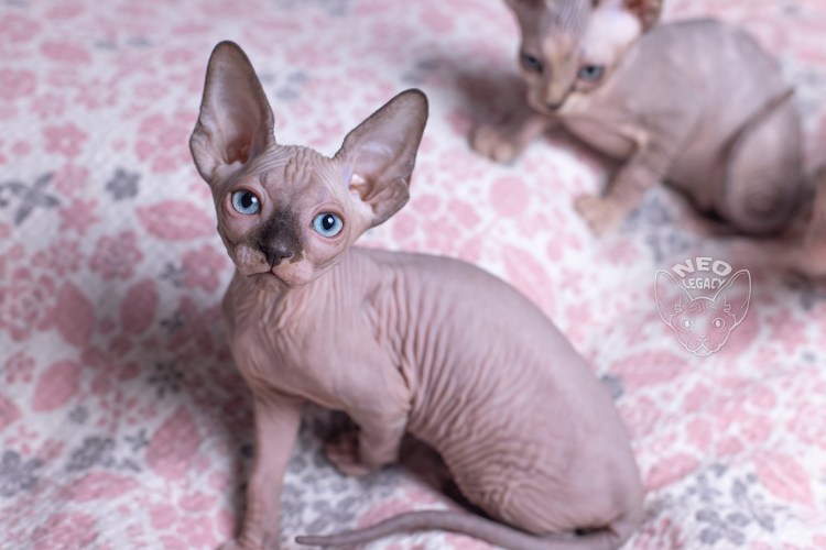 Бракованный сфинкс