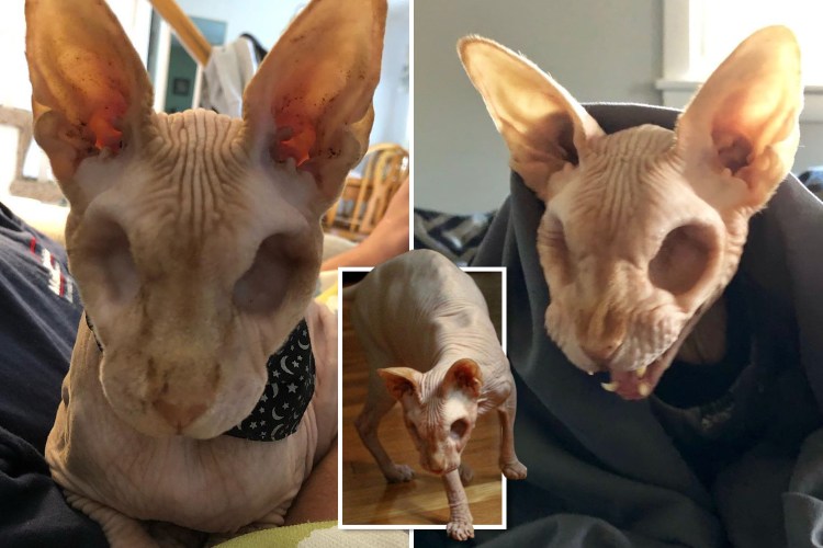 Канадский сфинкс черный