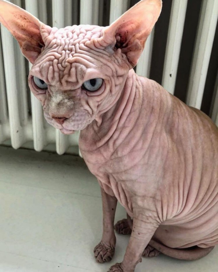 Мама сфинкса