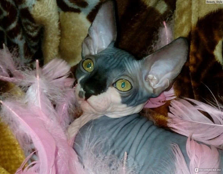 Сфинкс кошка розовая