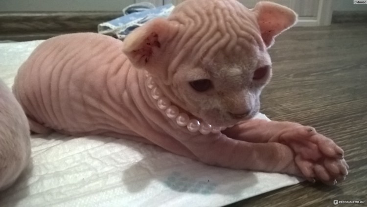 Канадский сфинкс Лунная кошка