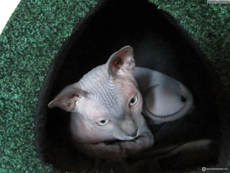 Канадский сфинкс двухголовый