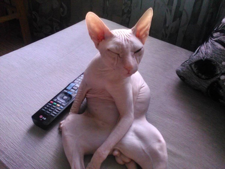 Корм для лысых кошек сфинксов