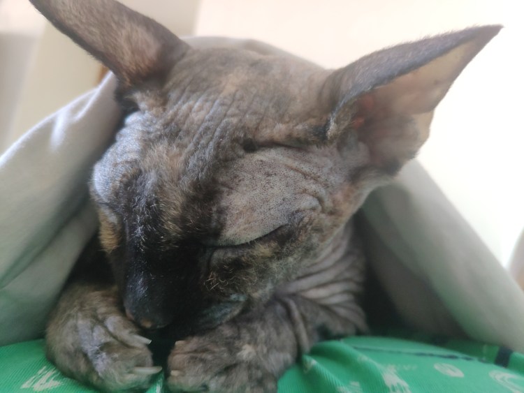 Сфинкс 14 февраля